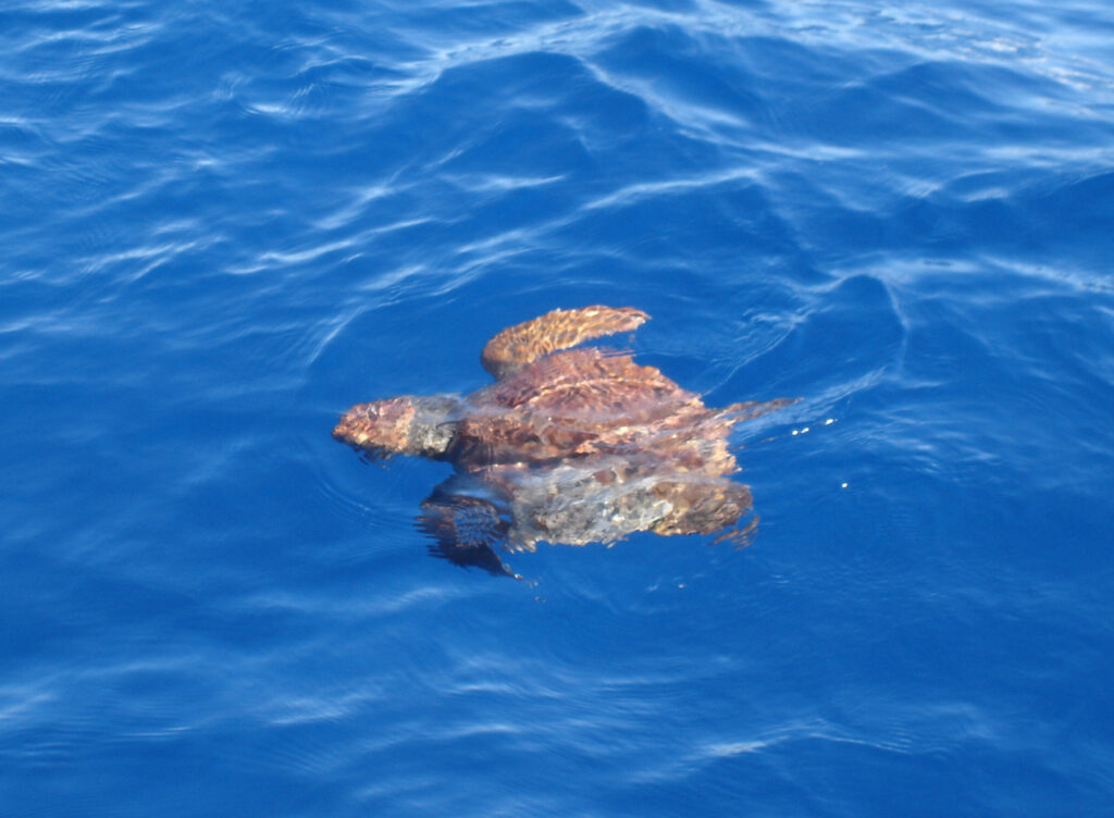 schildpad