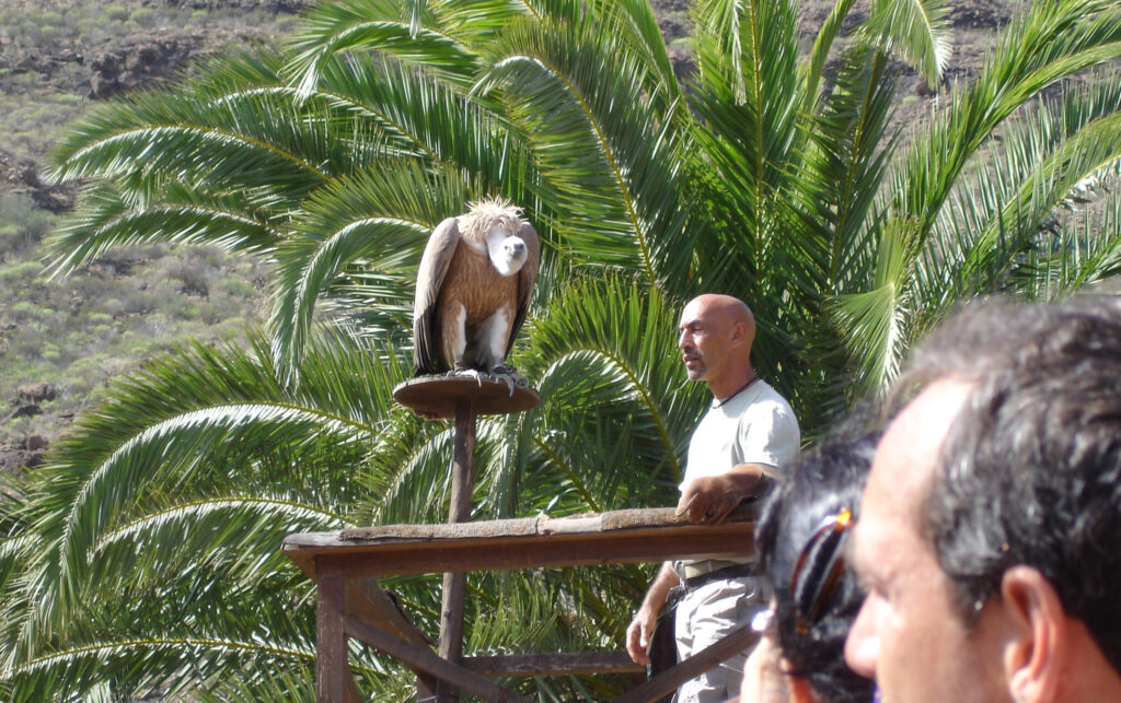 Roofvogelshow